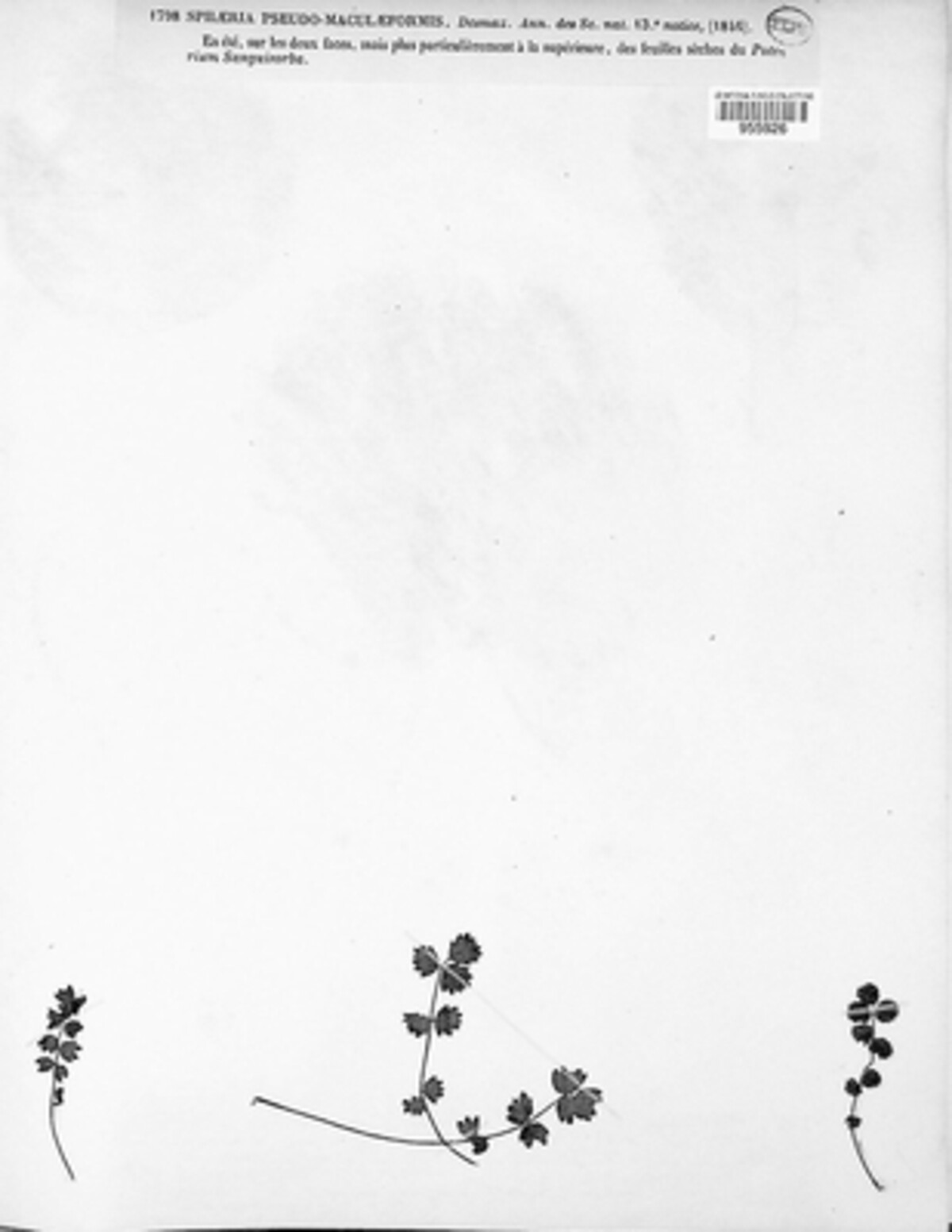 Ramularia pseudomaculiformis image